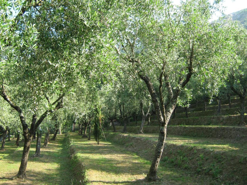 L'Arcadia Pensionat Pietrasanta Exteriör bild